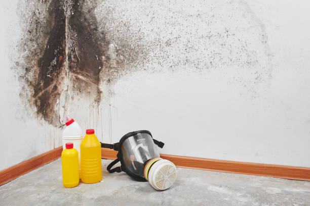 Best Emergency Mold Removal  in Buellton, CA