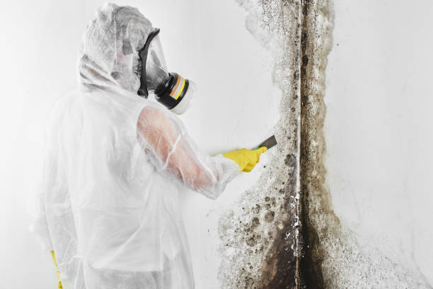 Office Mold Removal Services in Buellton, CA