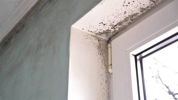 Best Mold Testing  in Buellton, CA