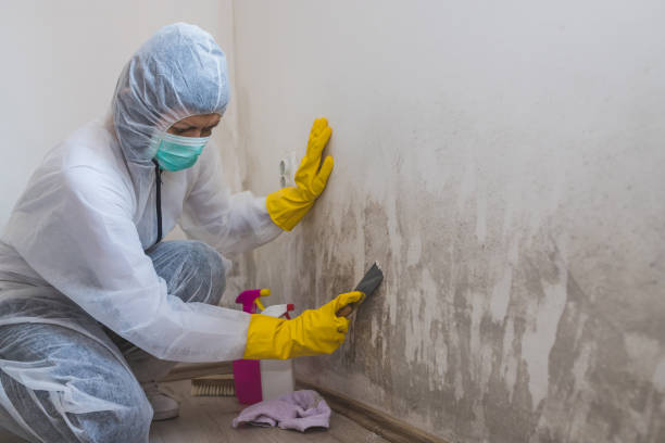 Office Mold Removal Services in Buellton, CA