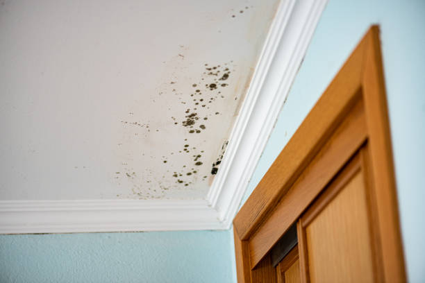 Mold Testing and Removal in Buellton, CA