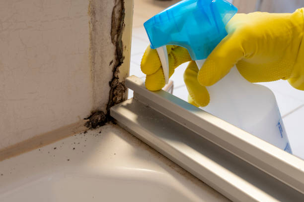 Best Toxic Mold Removal  in Buellton, CA