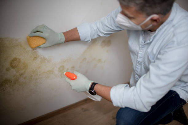 Best Mold Removal Company Near Me  in Buellton, CA