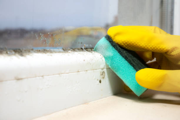 Professional Mold Removal in Buellton, CA