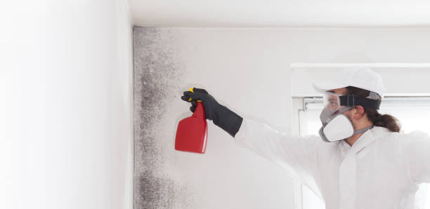 Best Attic Mold Removal  in Buellton, CA