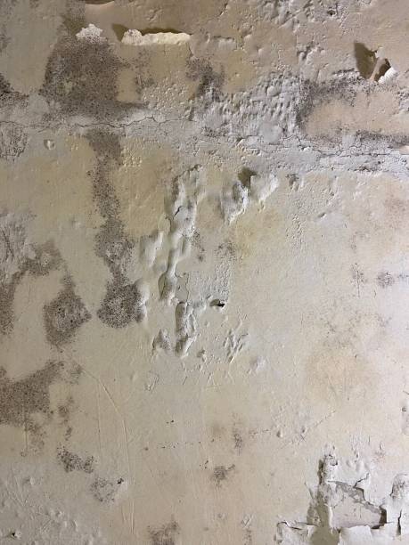 Best Commercial Mold Removal  in Buellton, CA