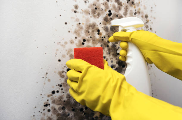 Best Professional Mold Removal  in Buellton, CA