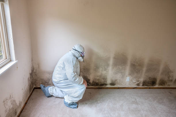 Best Residential Mold Removal  in Buellton, CA