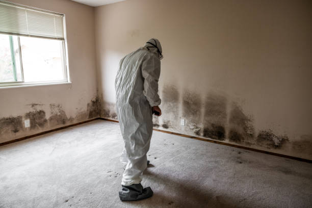 Attic Mold Removal in Buellton, CA